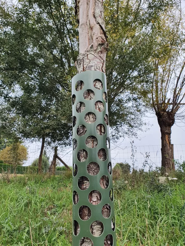Medžių apsauga